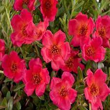 Red Rock Purslane Ruby Tuesday or Calandrinia Flower Seeds for Planting - 100 pcs