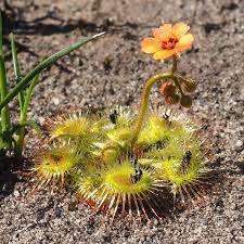 Drosera Glanduligera (Pimpernel Sundew) Plantefrø til plantning - 100 stk.