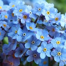 Heirloom Non-GMO Rattle Flower Seeds