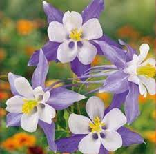 Light Blue White Aquilegia Flower Seeds for Planting - 100 pcs