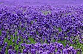 Violet Provence Lavendel Blomsterfrø til Plantning 100 stk