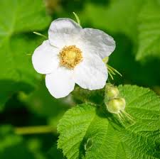 heirloom non flower seeds