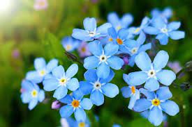 Blue Alpine Forget me not Flower Seeds - Heavenly Hybrid-MYOSOTIS ALPESTRIS/Pure Flower Seeds for Planting – 100 pcs