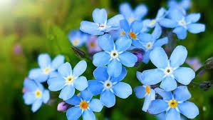 Blandede Myosotis blomsterfrø til plantning - 100 stk