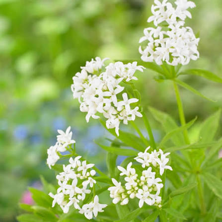 Sweet Woodruff (Galium odoratum) Flower Seeds for Planting