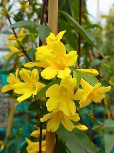 Yellow Jasmine Flower Seeds for Planting – Heirloom, Non-GMO, Fragrant Climbing Vine Seeds