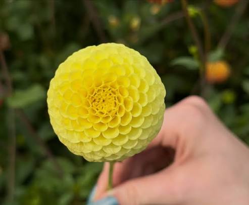 Yellow Pompon Dahlia Flower Seeds for Planting – Heirloom, Non-GMO, High Germination Garden Seeds