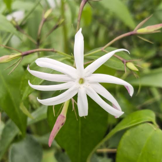 Angel Wing Jasmine Jasminum nitidum Flower Seeds for Planting – Heirloom, Non-GMO Fragrant Seeds