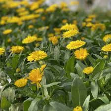 Gule Calendula blomsterfrø til plantning - 100 stk