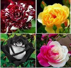 White Multi-Color Rose Flower Seeds for Planting - 100 pcs