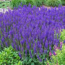 Heirloom Non-GMO Blue Lavender Flower Seeds for Planting – High Germination Organic Garden Seeds