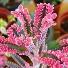 Brune Kalanchoe Bonsai blomsterfrø til plantning - 100 stk