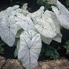White Caladium Flower Seeds for Planting – Heirloom, Non-GMO, High Germination Ornamental Foliage Garden Seeds