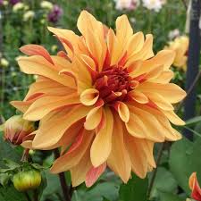 Dahlia Cancan Blomsterfrø til udplantning 100 stk