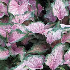 Caladium Bicolor Violet Flower Seeds for Planting 100 pcs