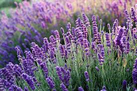 Provence lavendel blomsterfrø til plantning