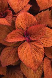 Orange Coleus Plant Seeds for Planting – Heirloom, Non-GMO, High Germination Organic Garden Seeds
