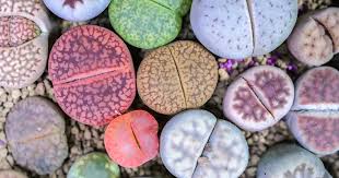 Lithops Succulent Plant Seeds for Planting – Heirloom, Non-GMO Living Stone Seeds for Unique Garden Decor