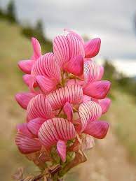 Heirloom Sainfoin Flower Seeds for Planting - 100 pcs