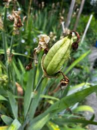 lila iris flower seeds