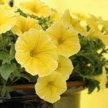 Yellow Mix Petunia Perennial Flower Seeds for Planting 100 pcs