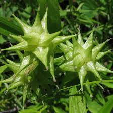 Carex Grayi Seeds for Planting – Ornamental Grass, Unique Mace-Like Seed Heads, Heirloom, Non-GMO Garden Seeds