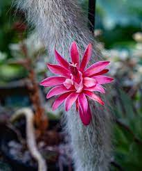 Hildewintera Colademononis- Monkey Tail Cactus - Cactus Plant Seeds for Planting - 100 pcs