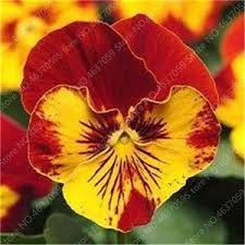 Yellow Red Pansy Flower Seeds for Planting 100 pcs