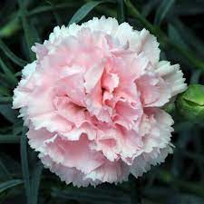 Carnations Flower Seeds for Planting - Light Pink 100 pcs