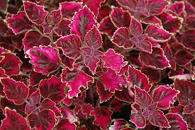 Trailing Plum Coleus Coleus Plant Seeds for Garden Planting – Heirloom & Non-GMO seeds