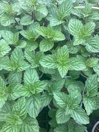 White Peppermint Vegetable Plant Seeds for Planting-Heirloom & Non-GMO Seeds for planting