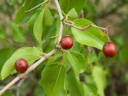 Ziziphus mucronata (Buffalo Thorn)  Jujuba Fruit Seeds for Planting - Hardy Tree for Sweet Jujube Fruit , GMO Free