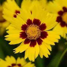 Coreopsis Cosmos Flower Seeds for Planting – Vibrant Blooms, Heirloom, Non-GMO, High Germination Garden Seeds