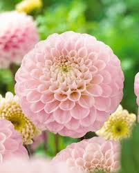 Baby Pink Dahlia Flower Seeds for Planting - 100 pcs