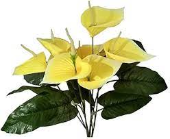 Yellow Anthurium Flower Seeds for Planting 100 pcs