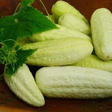 White Wonder Armenian Cucumber Seeds for Planting