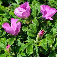 Kartoffelrose Blomsterfrø til udplantning, 100 stk