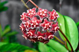 Red Hoya Carnosa Flower Seeds for Planting 100 pcs