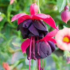 Red Black Fuchsia Flower Seeds 100 pcs