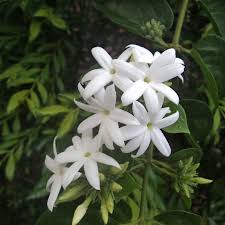 Angel Wing Jasmine Jasminum nitidum flower seeds