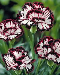 white heirloom flower seeds