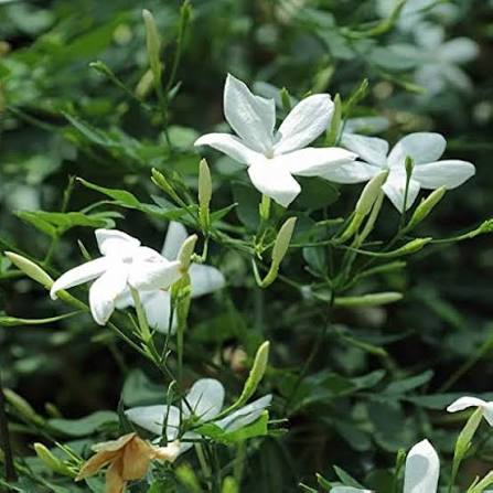 Star Jasmine Flower Seeds for Planting – Heirloom, Non-GMO, Fragrant Climbing Vine Seeds