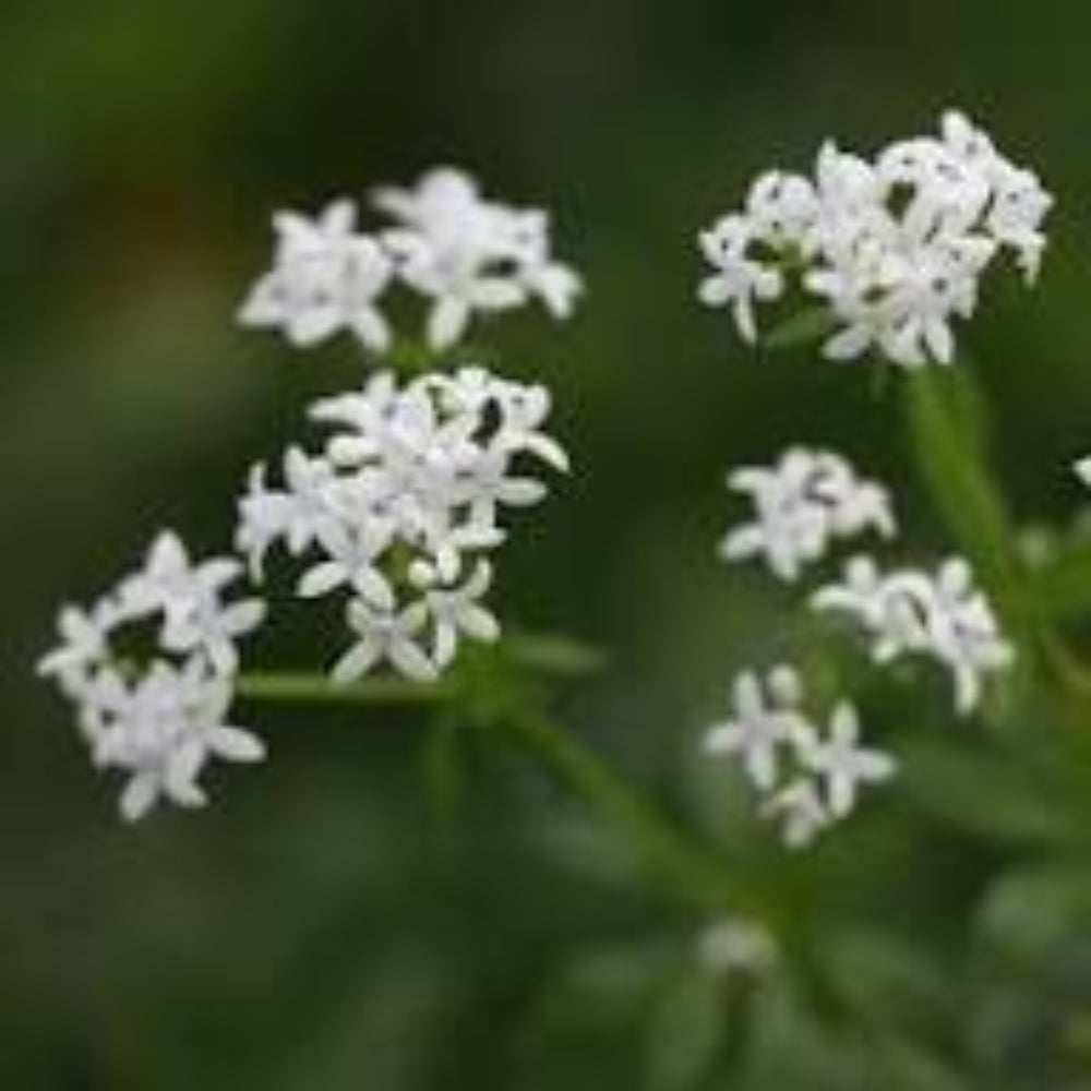 Sweet Woodruff (Galium odoratum) Flower Seeds for Planting