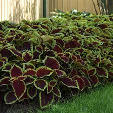 Heirloom Coleus kong scarlet Flower Seeds for Planting -  Beautiful Blooms, Heirloom seeds