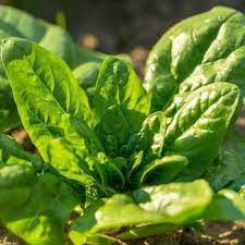 Noble Giant Spinach Seeds Heirloom Non-GMO Vegetable Seeds  for Planting