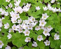 Oxalis Acetosella Flower Seeds for Planting - 100 pcs