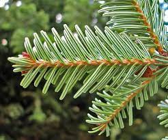 Grønne Abies Alba Plantefrø til udplantning, 100 stk