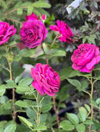 Organic Heirloom Charles de Mills Flower Seeds for Planting – Non-GMO Pink Rose Blooms, High Germination Garden Seeds