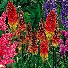 Organic Heirloom Mixed Red Hot Poker Seeds for Planting – Non-GMO, High Germination Flower Seeds for Organic Garden