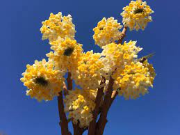 Heirloom Non-GMO Yellow Edgeworthia Flower Seeds for Planting – Fragrant Winter Blooms